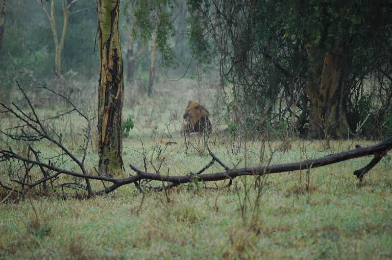 Lion under tree.JPG
